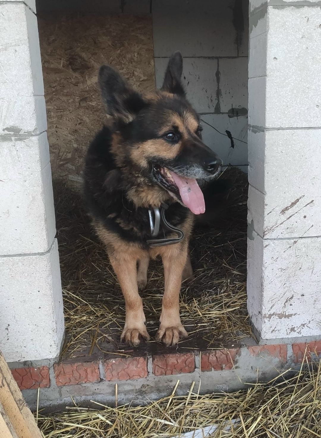 Найдена собака в Казани — фото объявления