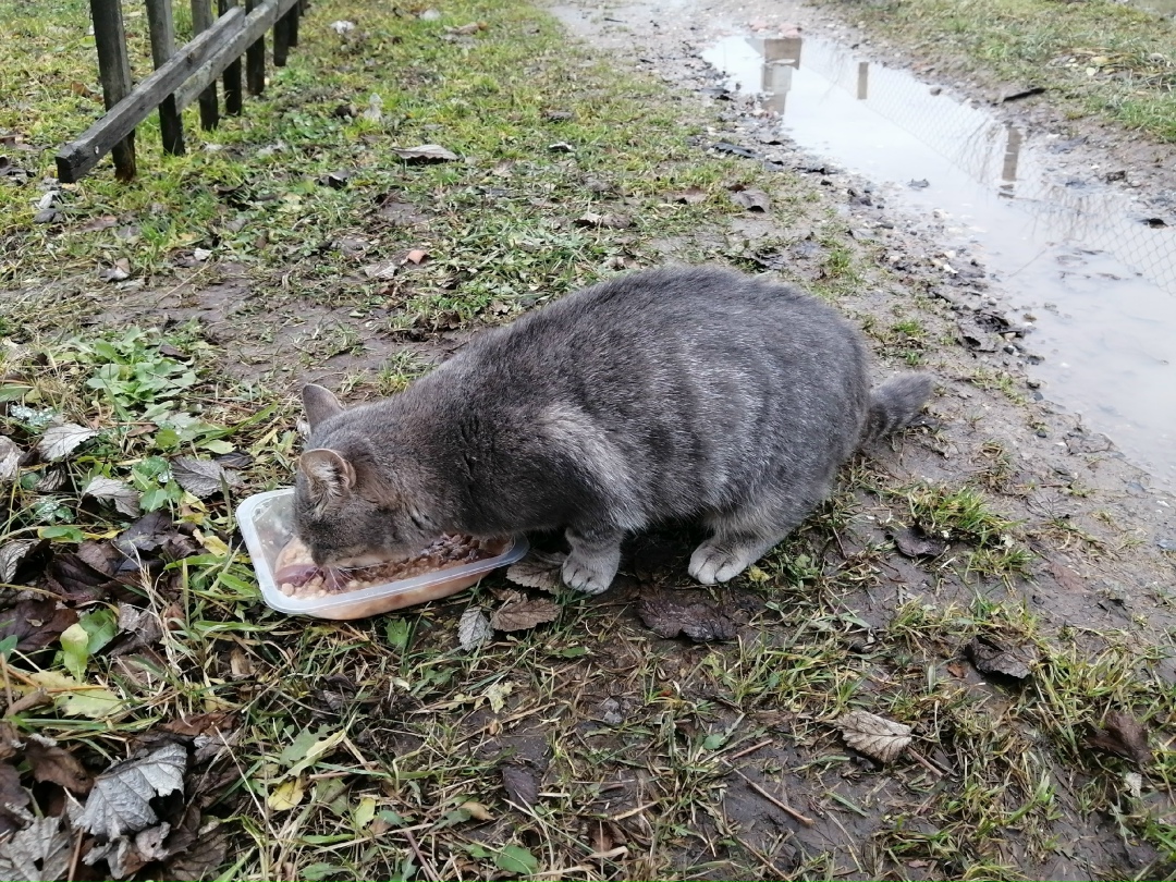 Найдена кошка в Казани — фото объявления