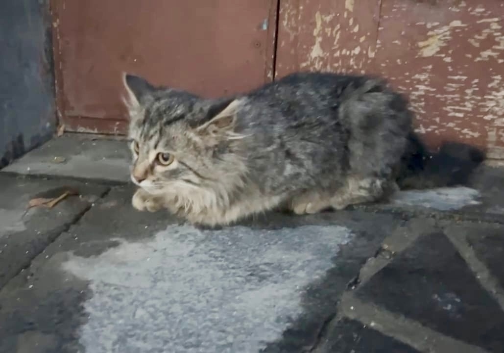 Найдена кошка в Казани — фото объявления