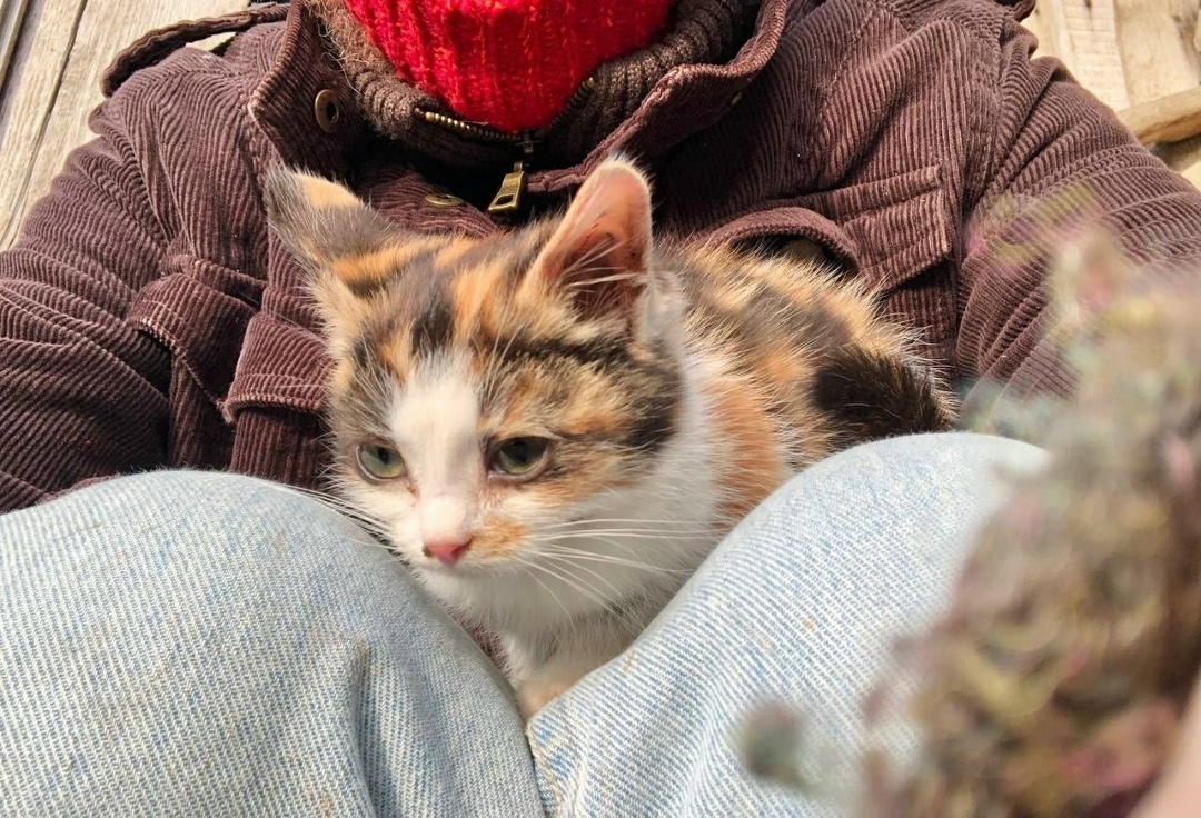 Найдена собака в Казани — фото объявления