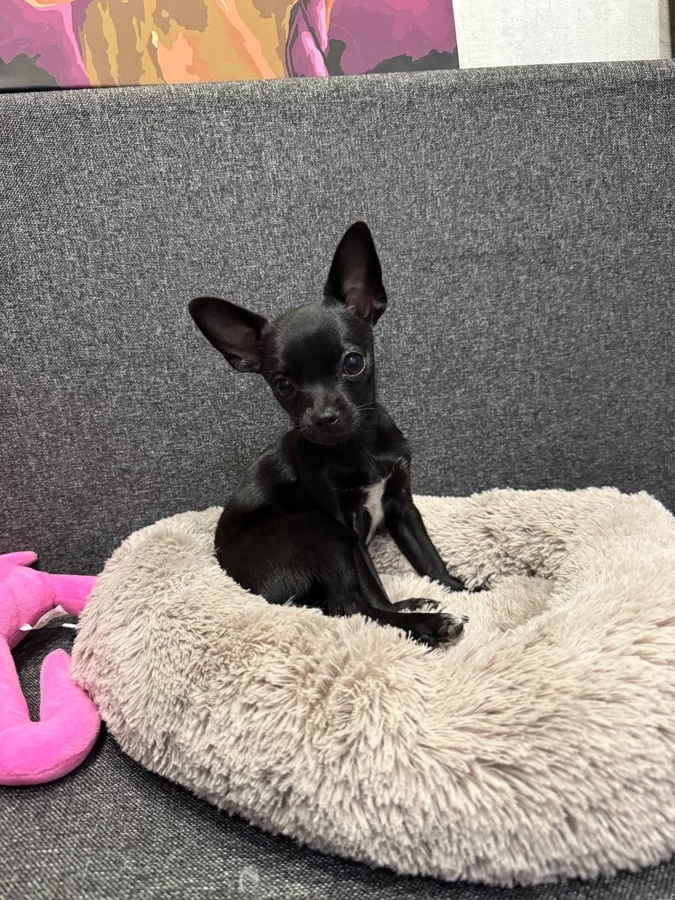 Пропала собака в Казани — фото объявления