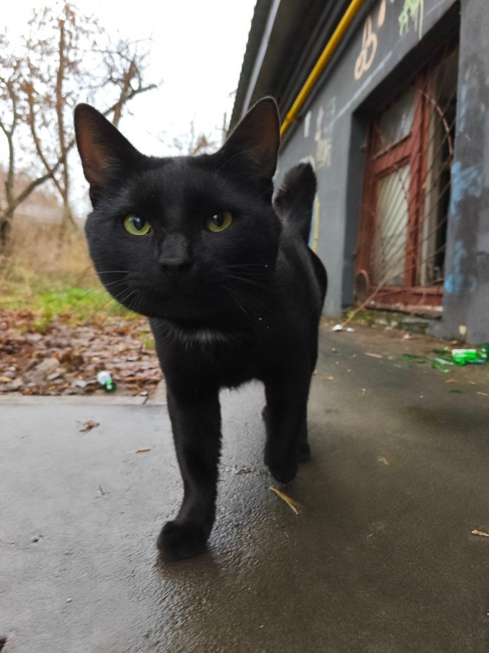 Пропала кошка в Казани — фото объявления