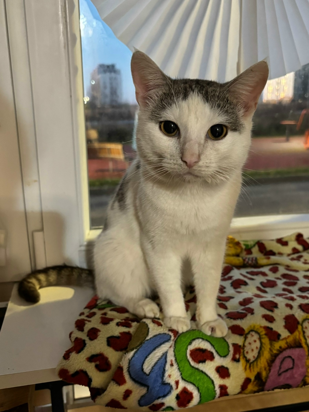 Найдена собака в Казани — фото объявления