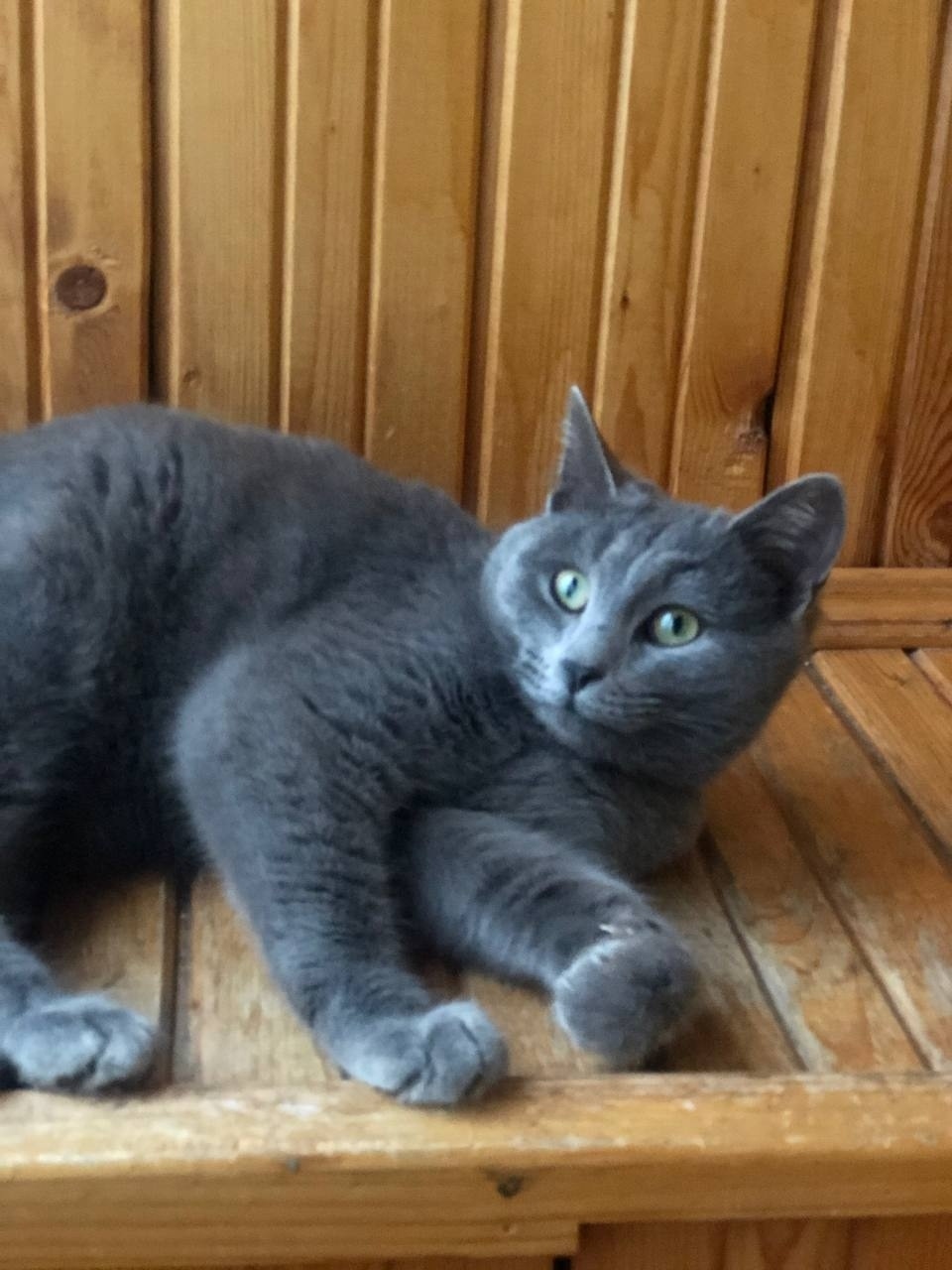 Найдена кошка в Казани — фото объявления