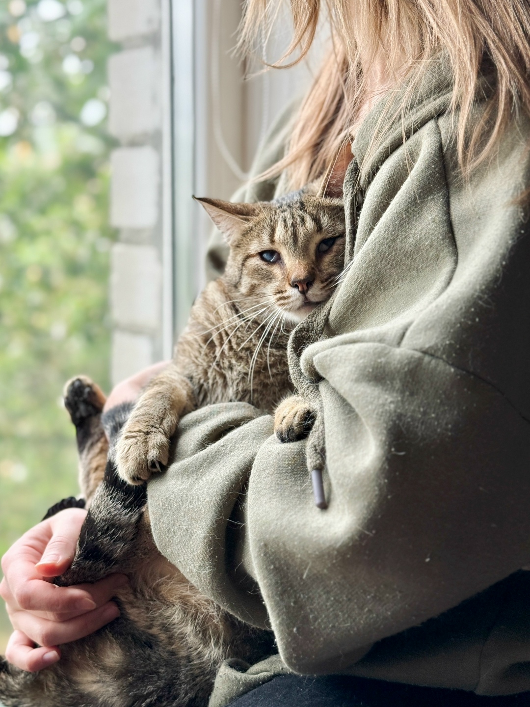 Найдена кошка в Казани — фото объявления