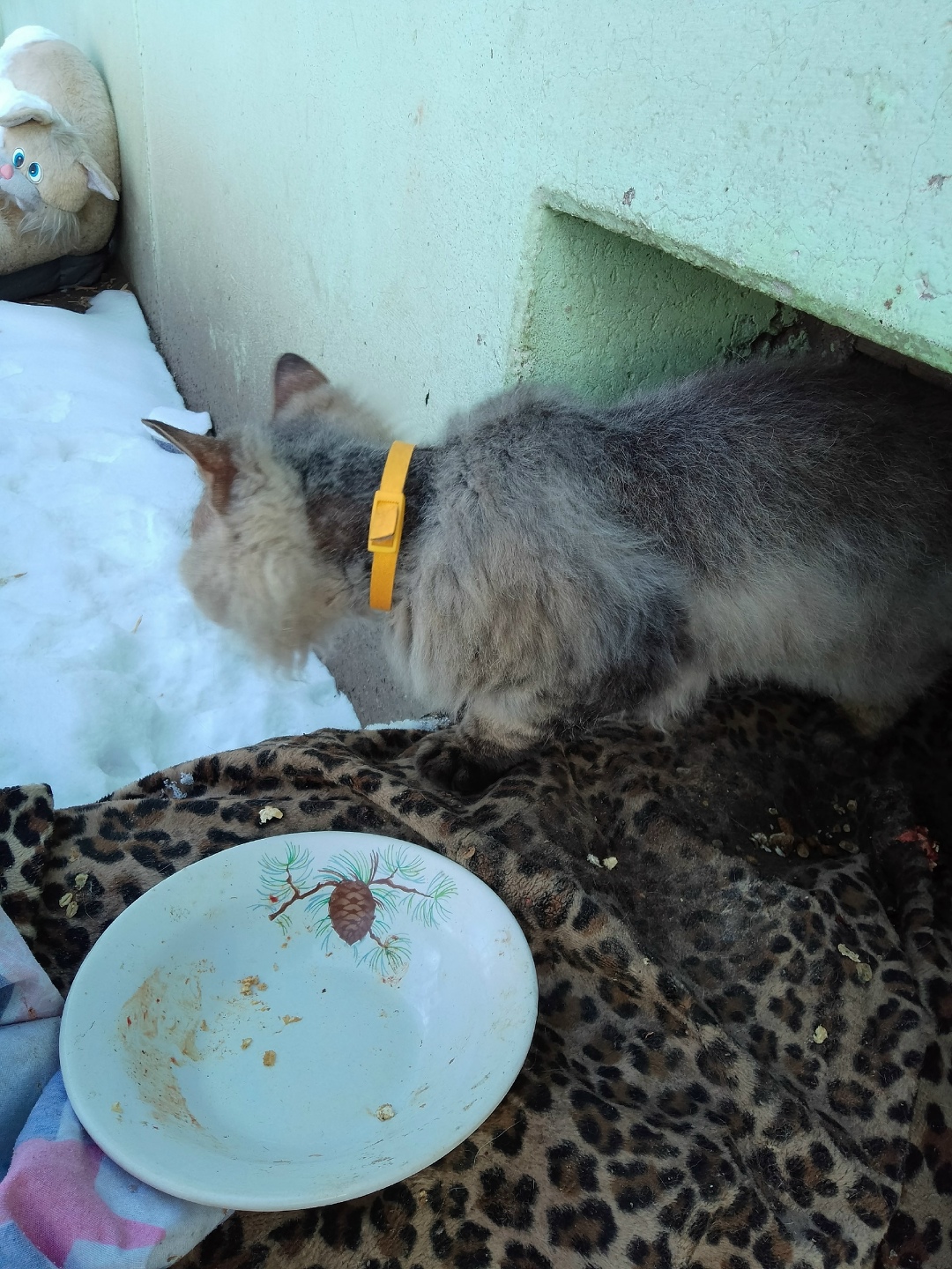 Пропала кошка в Омске — фото объявления