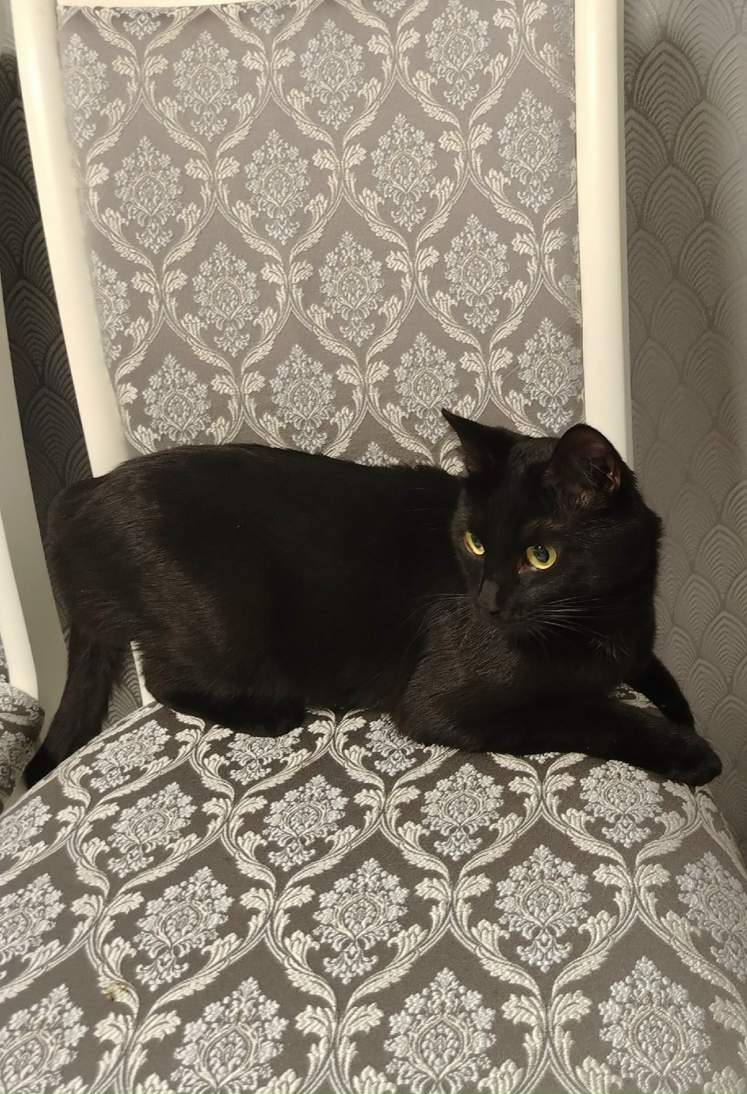 Найдена кошка в Омске — фото объявления