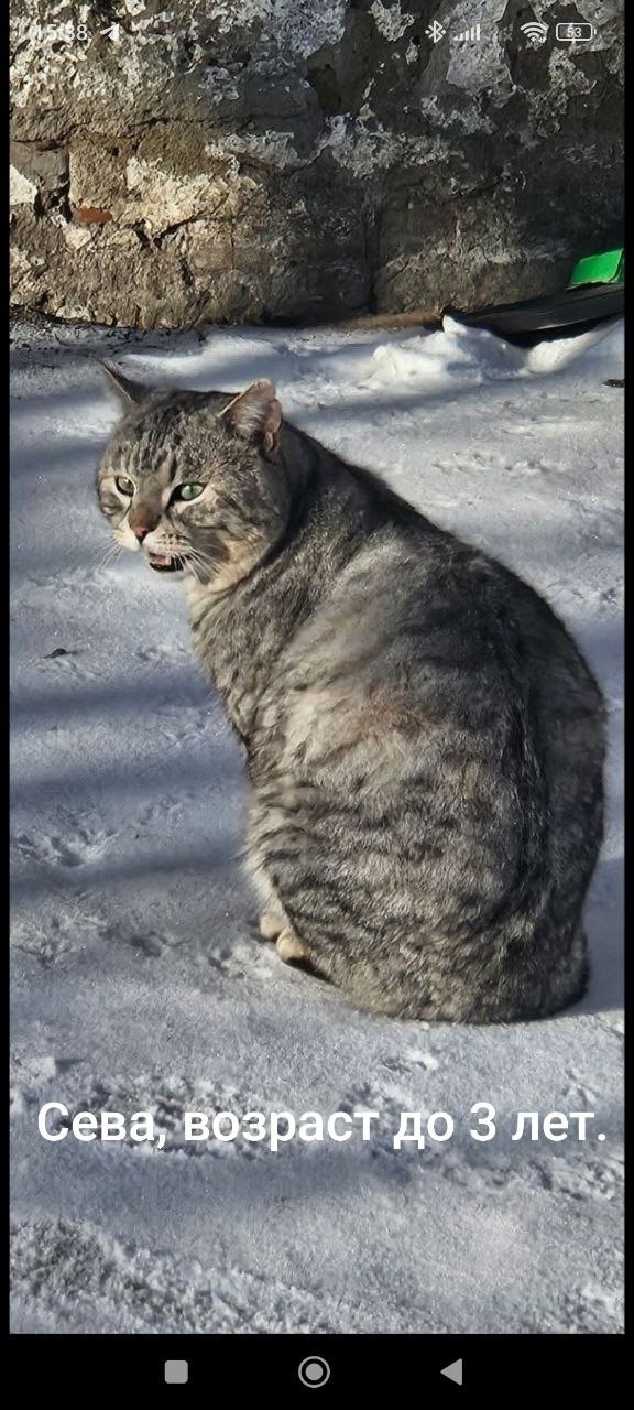 Найдена кошка в Омске — фото объявления