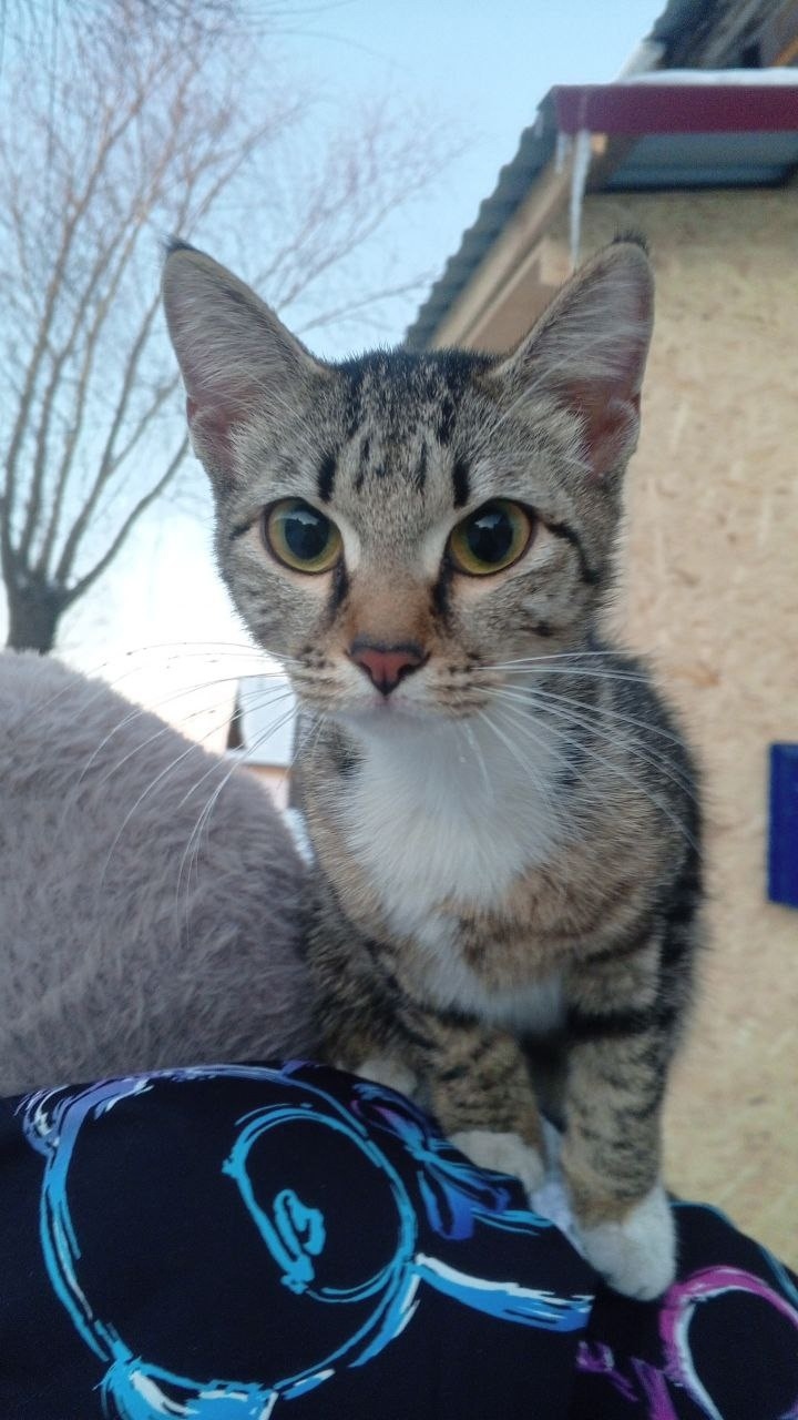 Найдена кошка в Омске — фото объявления