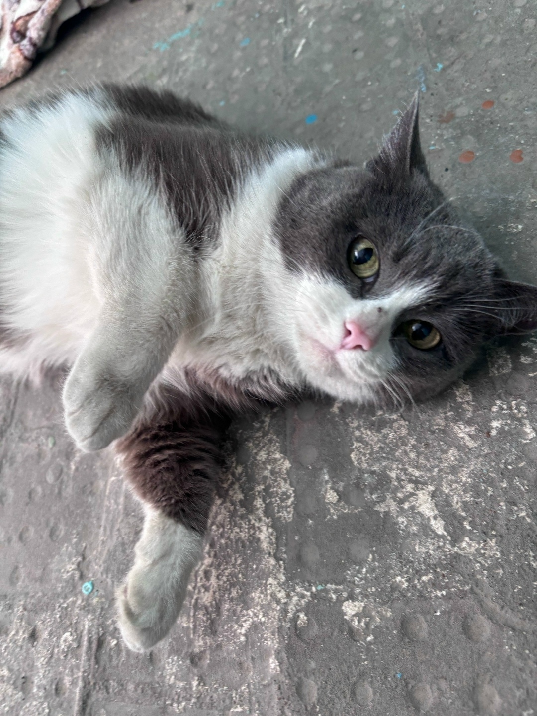 Найдена кошка в Омске — фото объявления