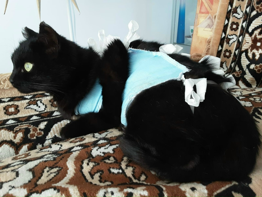 Найдена кошка в Омске — фото объявления