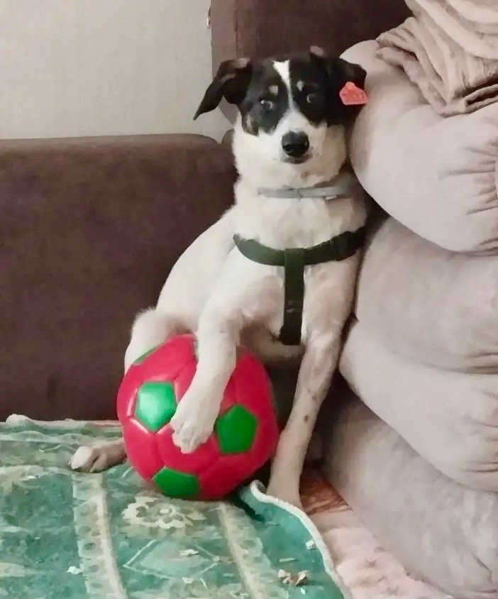 Найдена собака в Омске — фото объявления