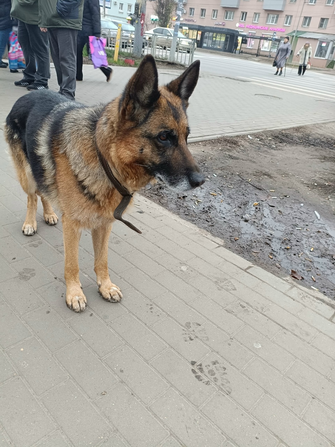 Пропала собака в Воронеже — фото объявления