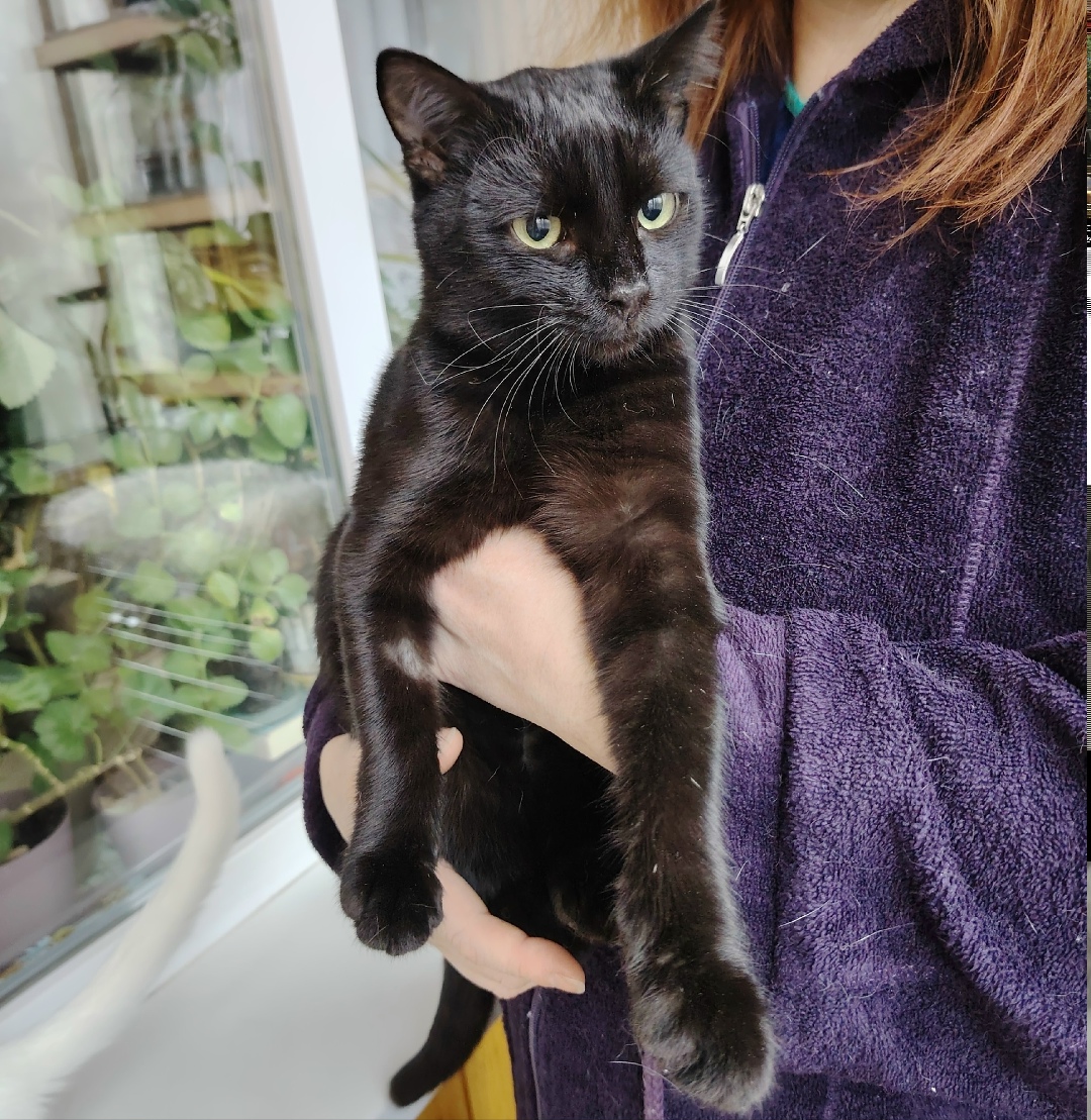 Найдена кошка в Воронеже — фото объявления