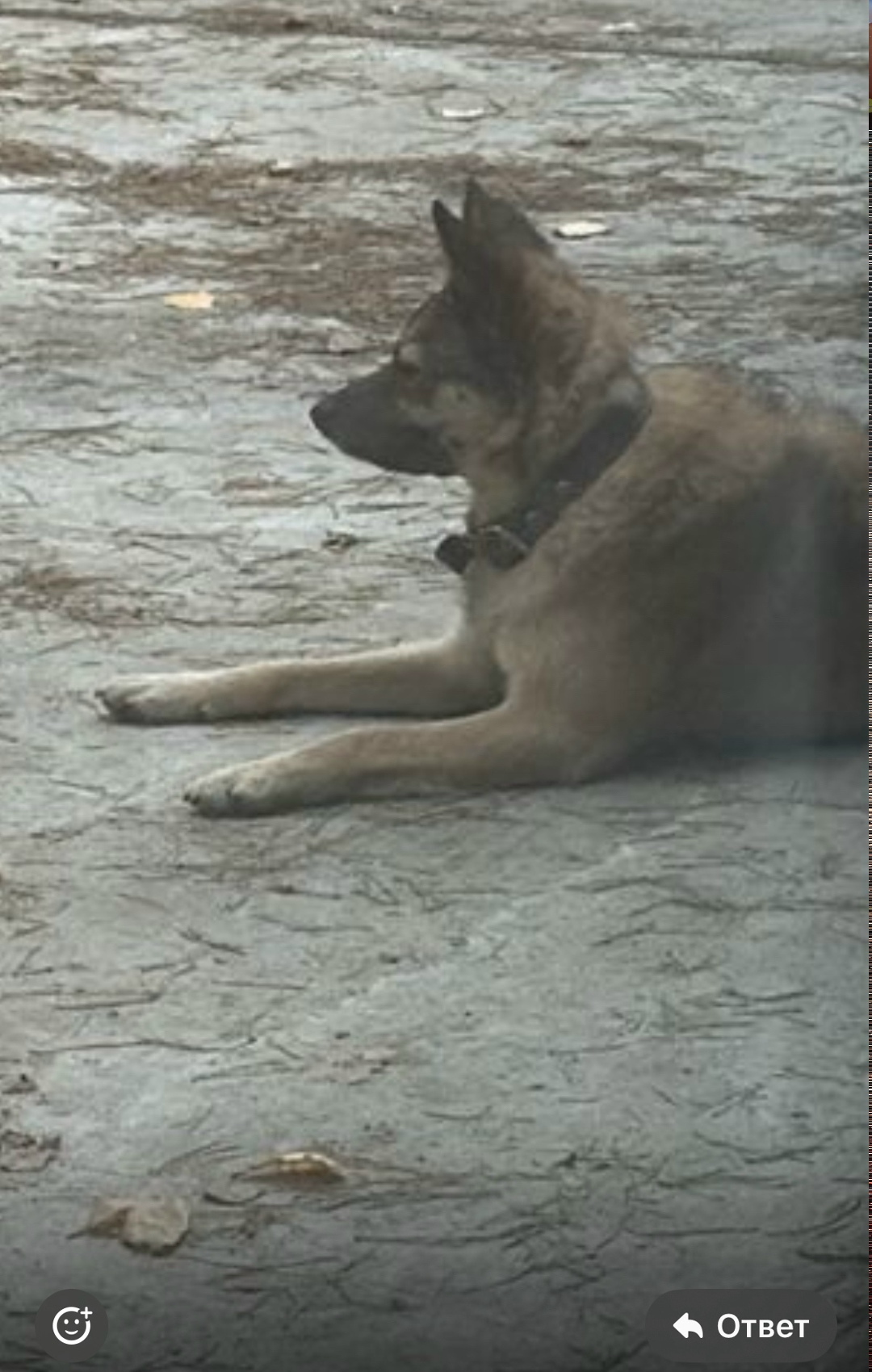 Пропала собака в Воронеже — фото объявления