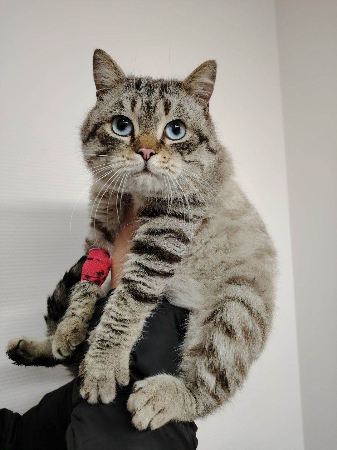 Найдена собака в Воронеже — фото объявления