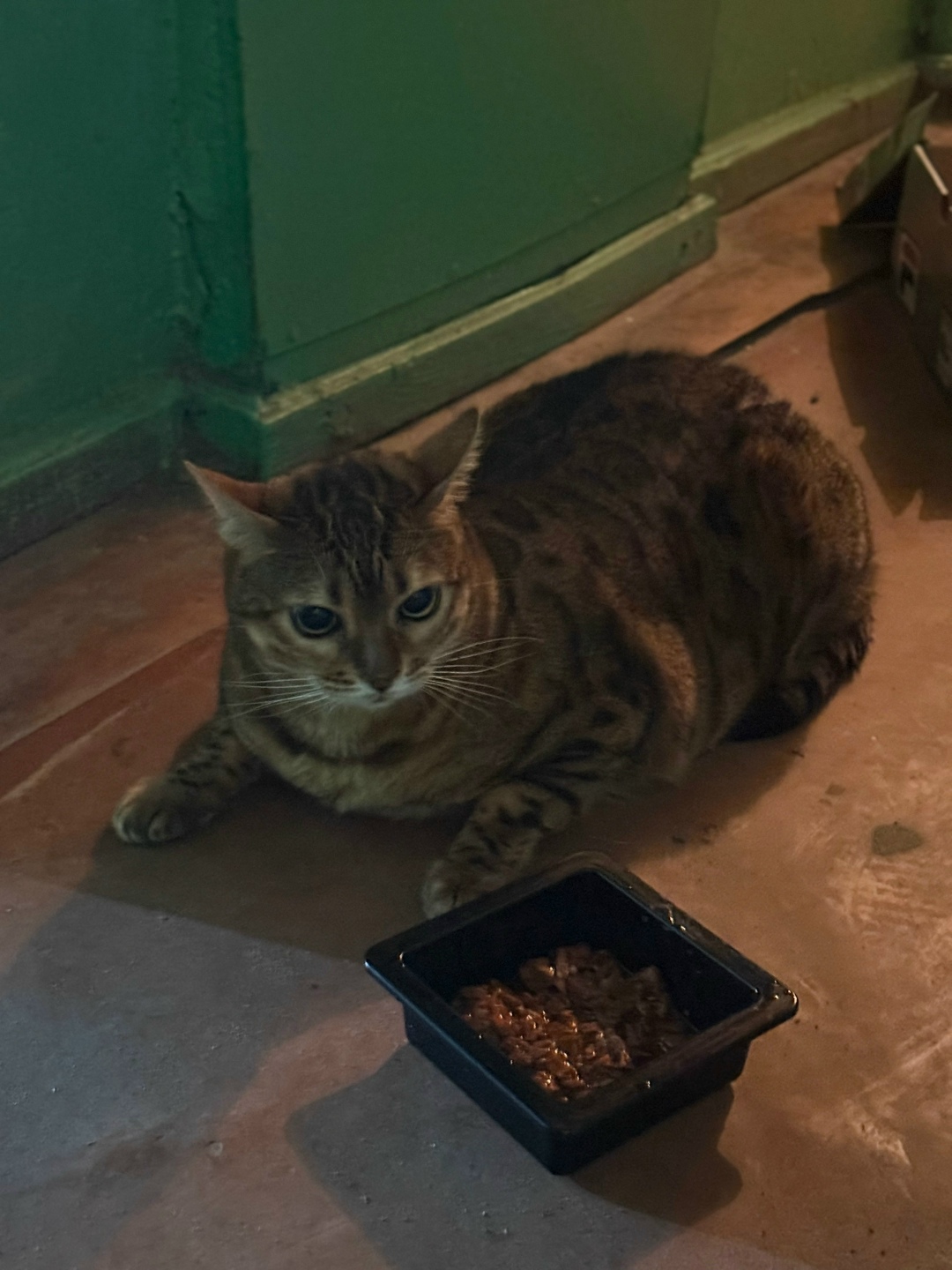 Найдена кошка в Воронеже — фото объявления