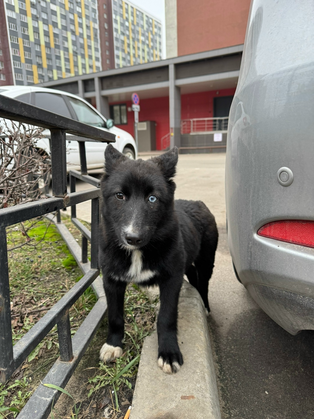 Пропала собака в Воронеже — фото объявления