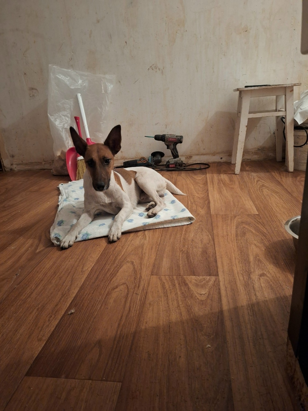 Найдена собака в Воронеже — фото объявления