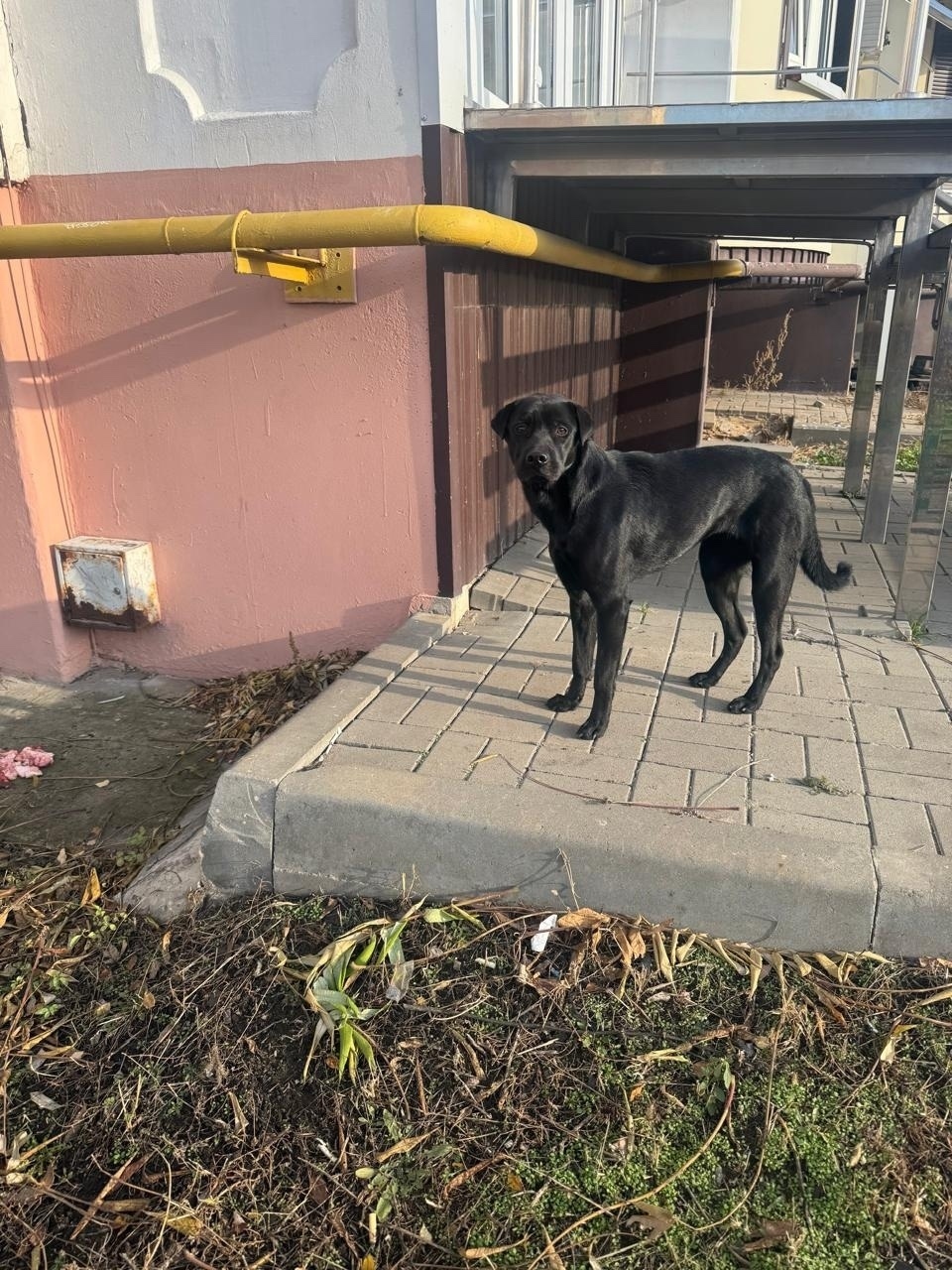 Пропала собака в Воронеже — фото объявления