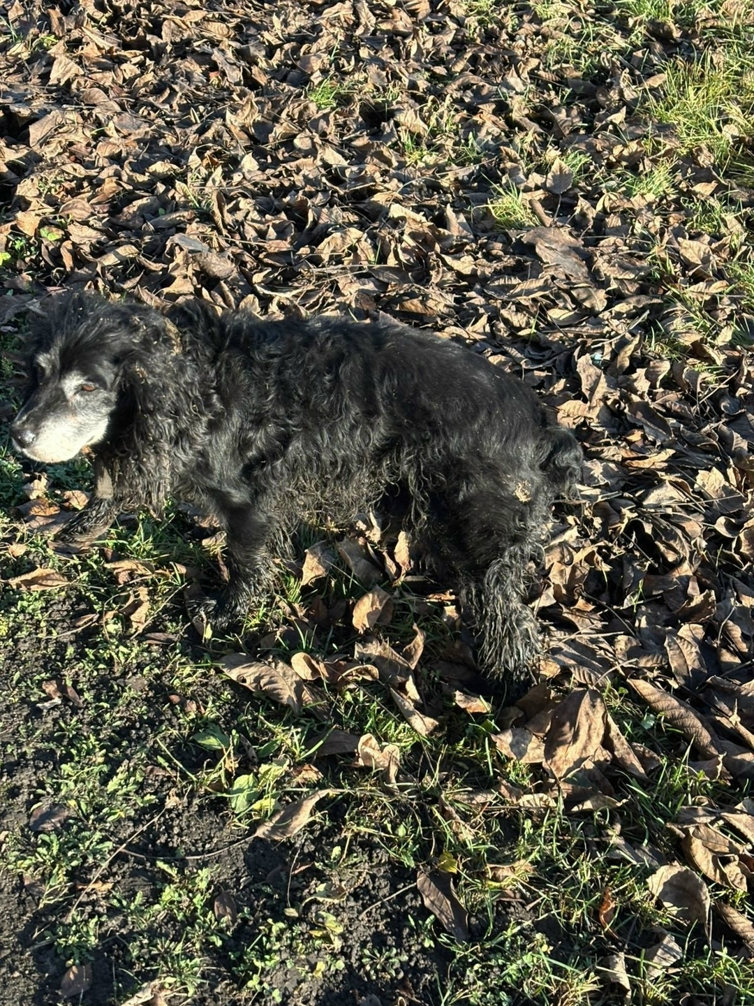 Найдена собака в Воронеже — фото объявления