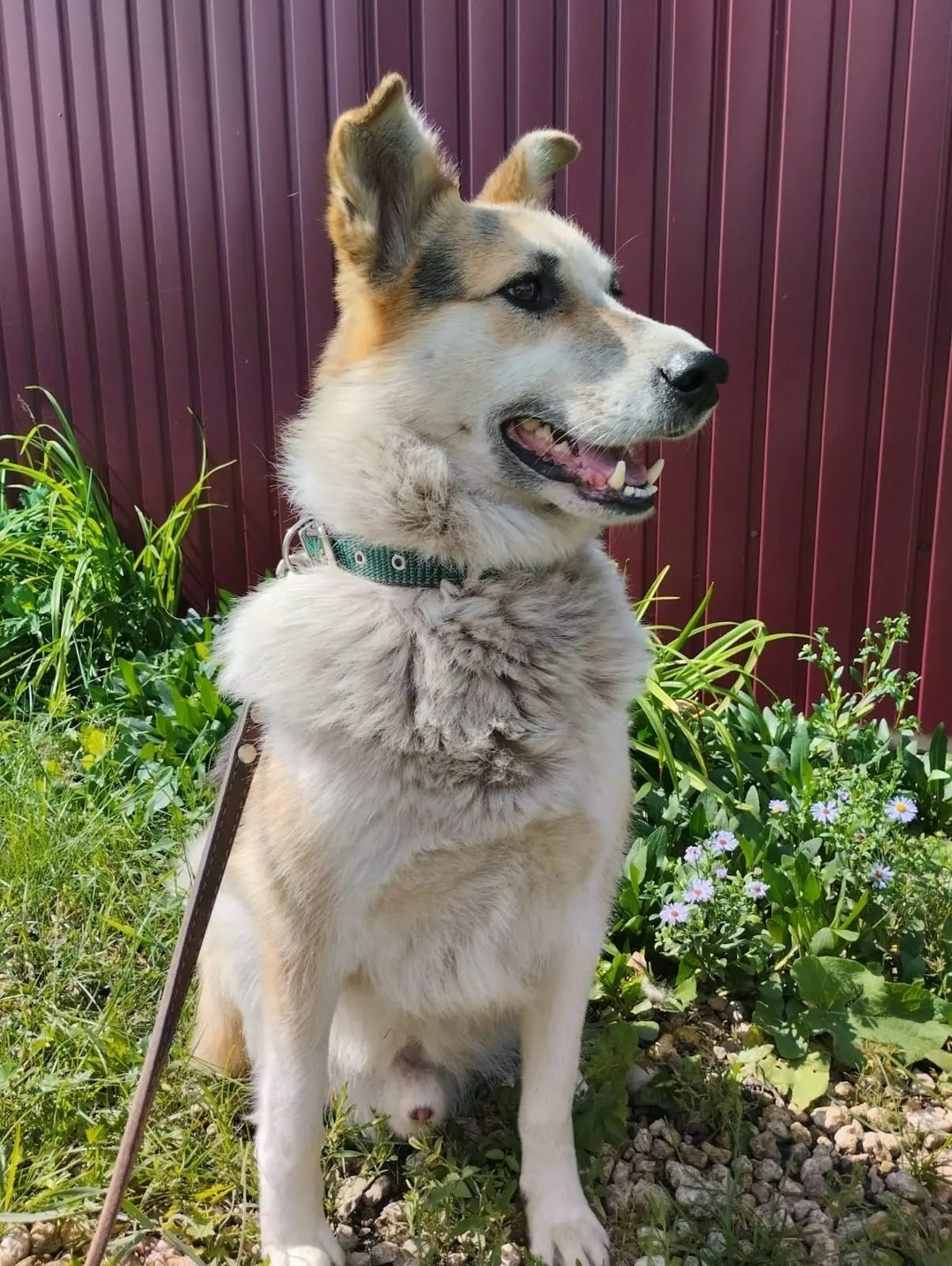 Пропала собака в Воронеже — фото объявления