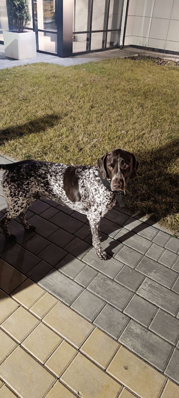 Пропала собака в Воронеже — фото объявления