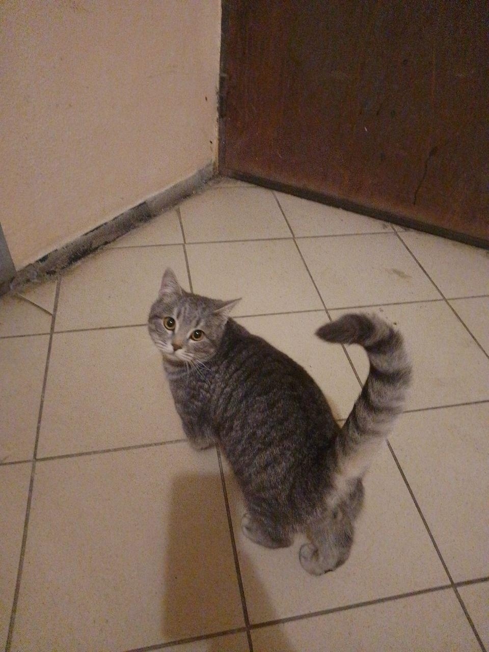 Найдена кошка в Воронеже — фото объявления