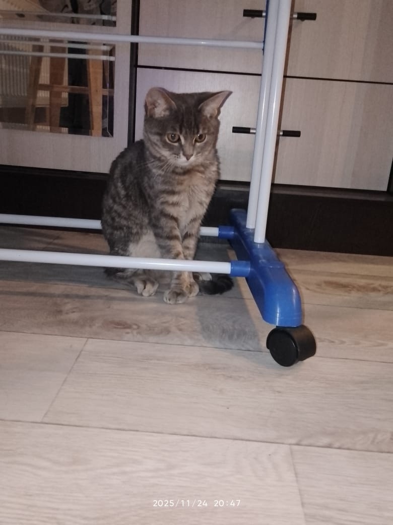 Пропала кошка в Воронеже — фото объявления