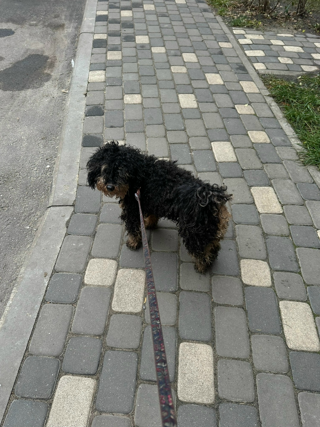 Найдена собака в Воронеже — фото объявления