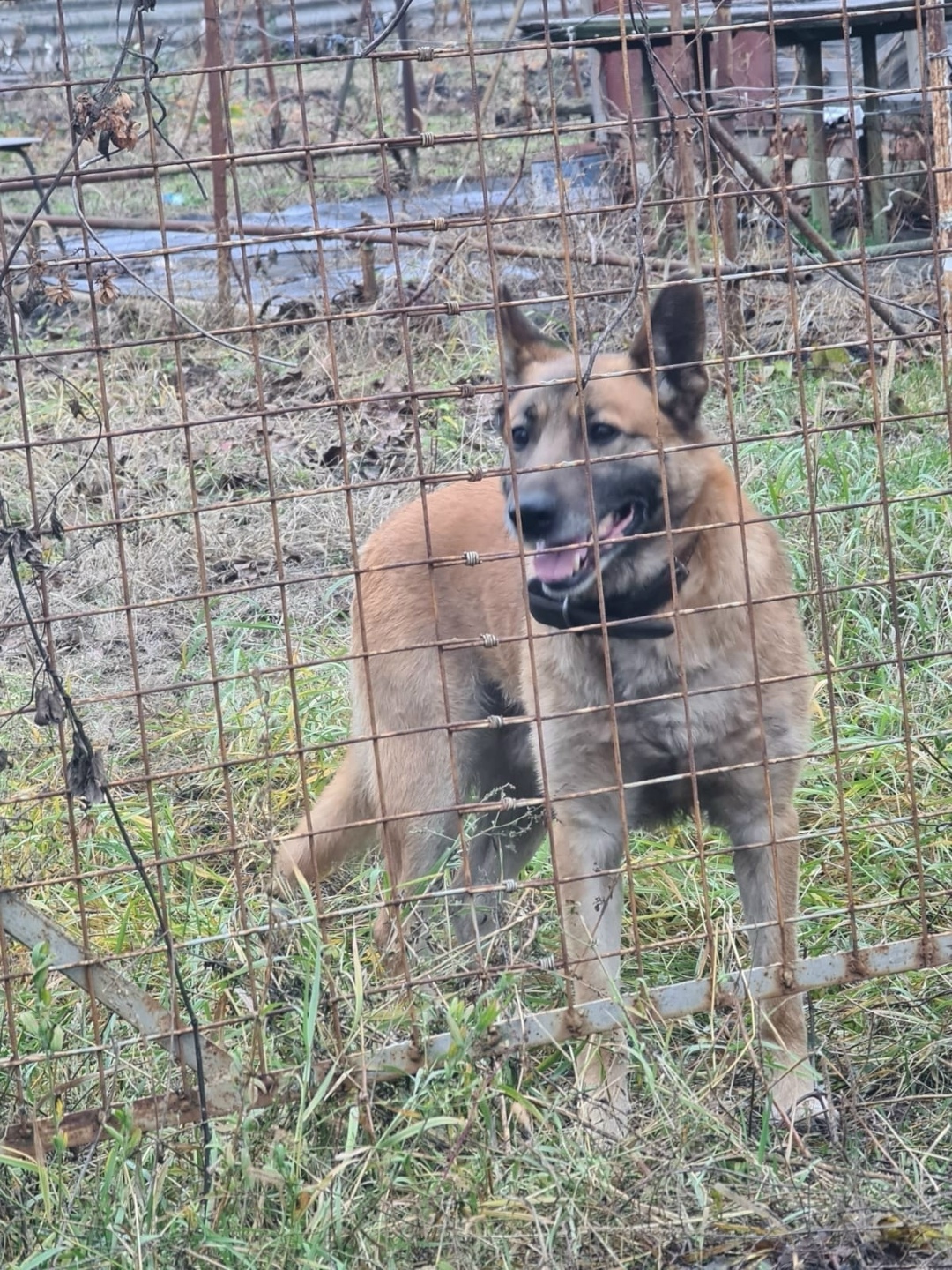 Пропала собака в Воронеже — фото объявления