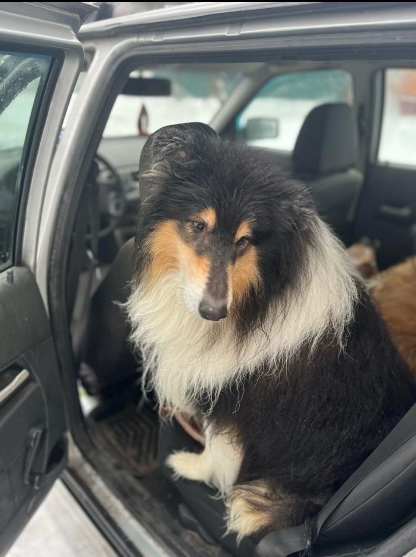 Пропала собака в Воронеже — фото объявления