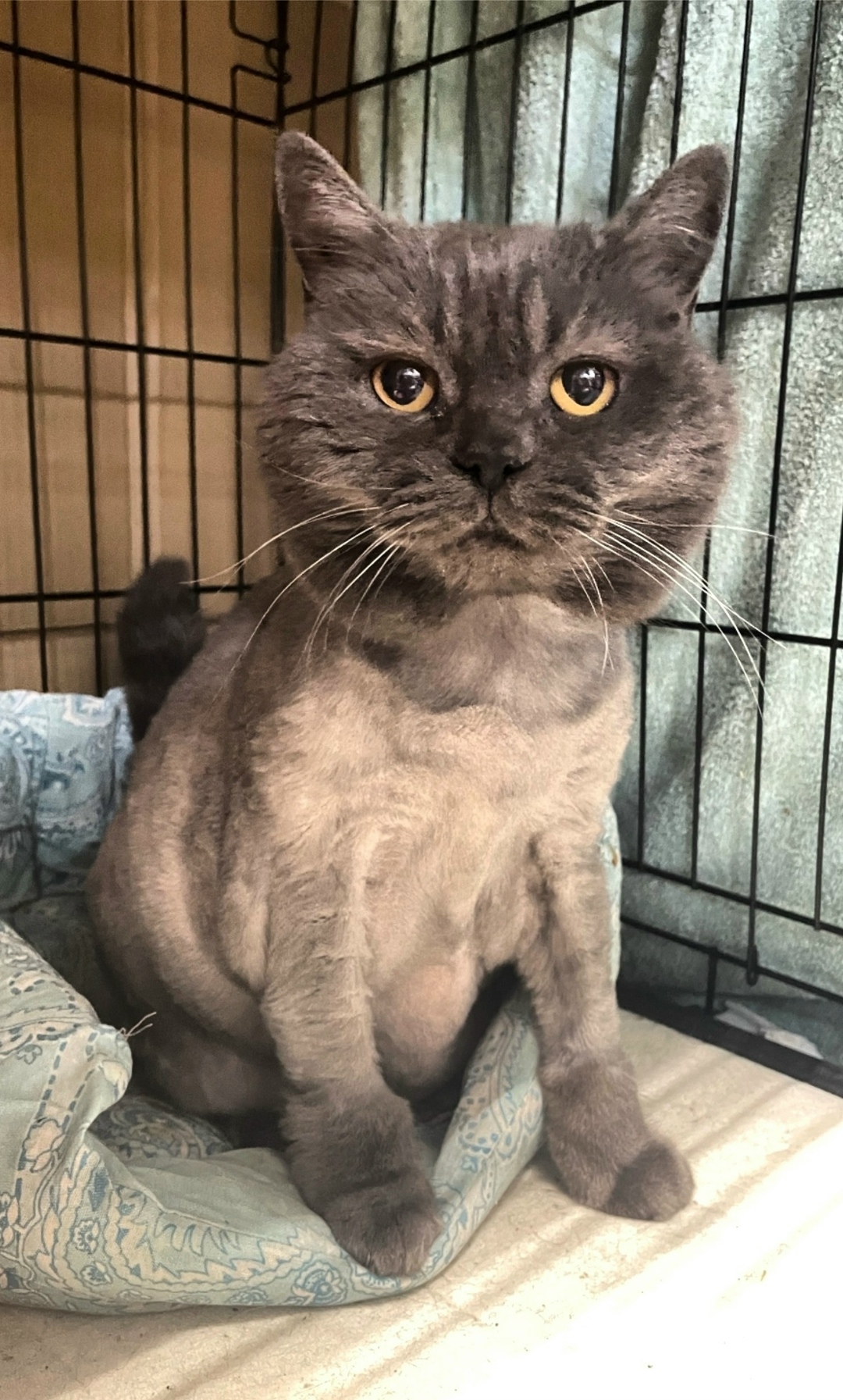 Найдена собака в Воронеже — фото объявления