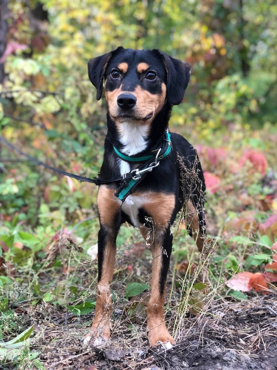 Найдена собака в Воронеже — фото объявления