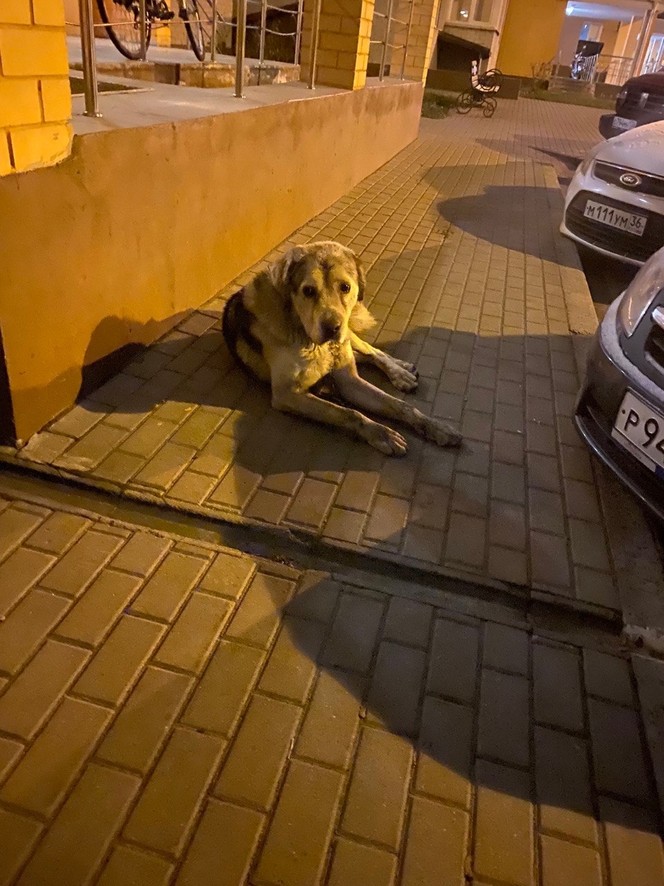 Пропала собака в Воронеже — фото объявления