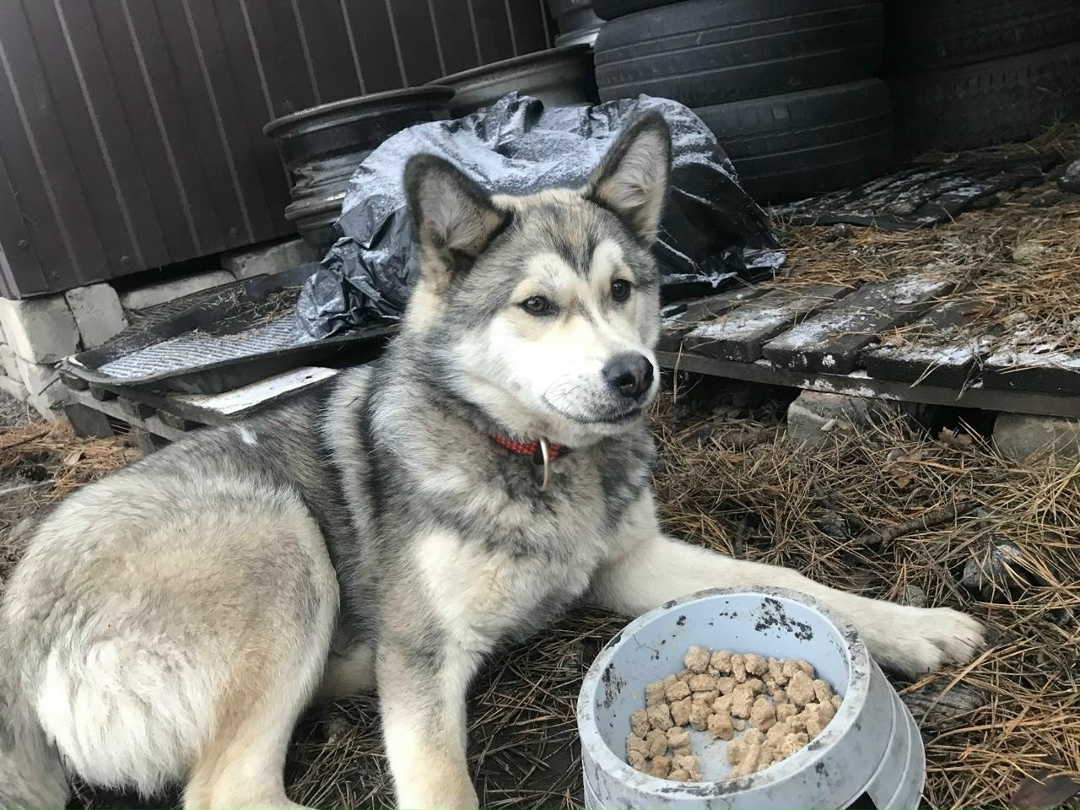 Найдена собака в Воронеже — фото объявления