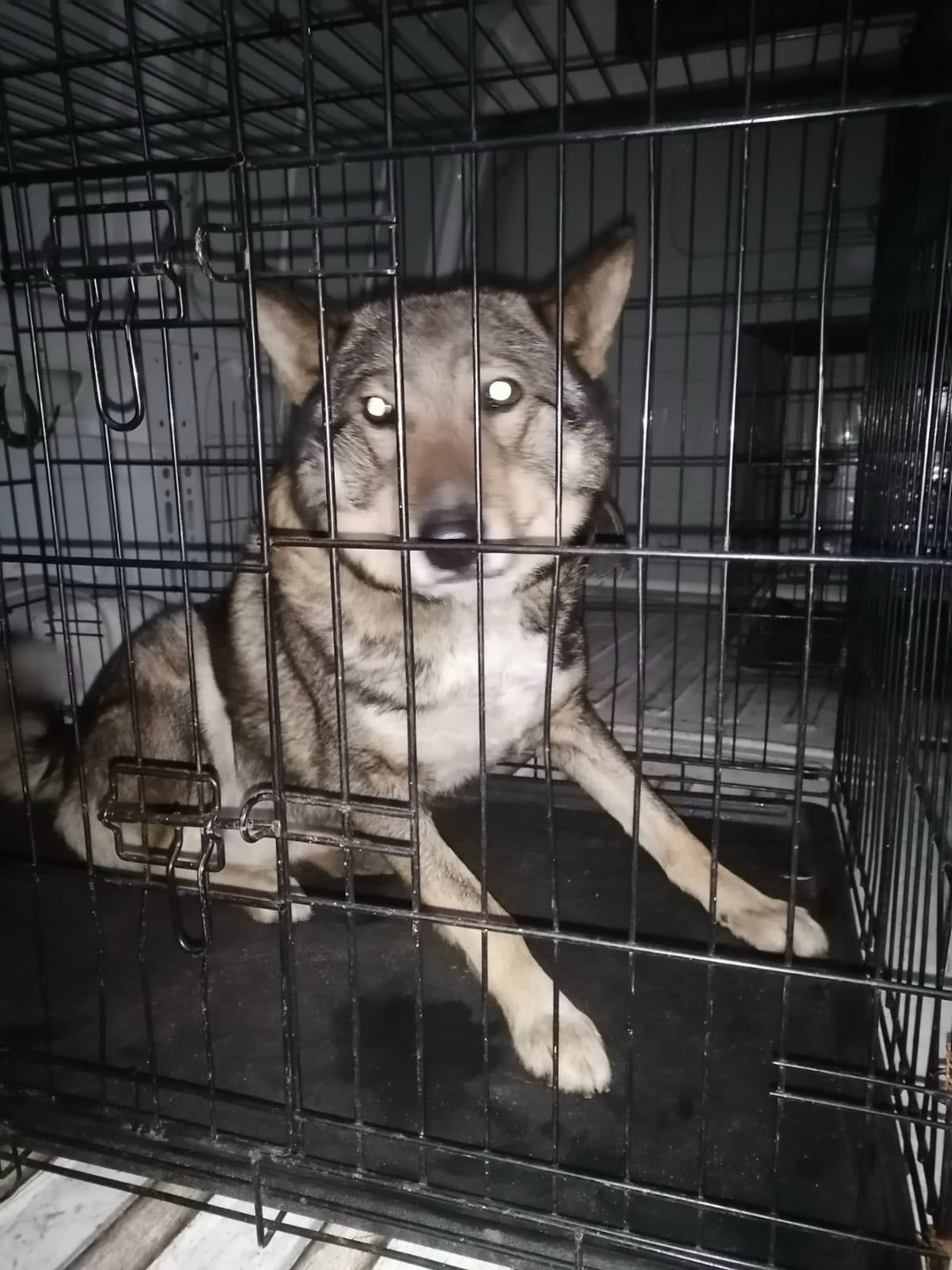 Найдена собака в Воронеже — фото объявления