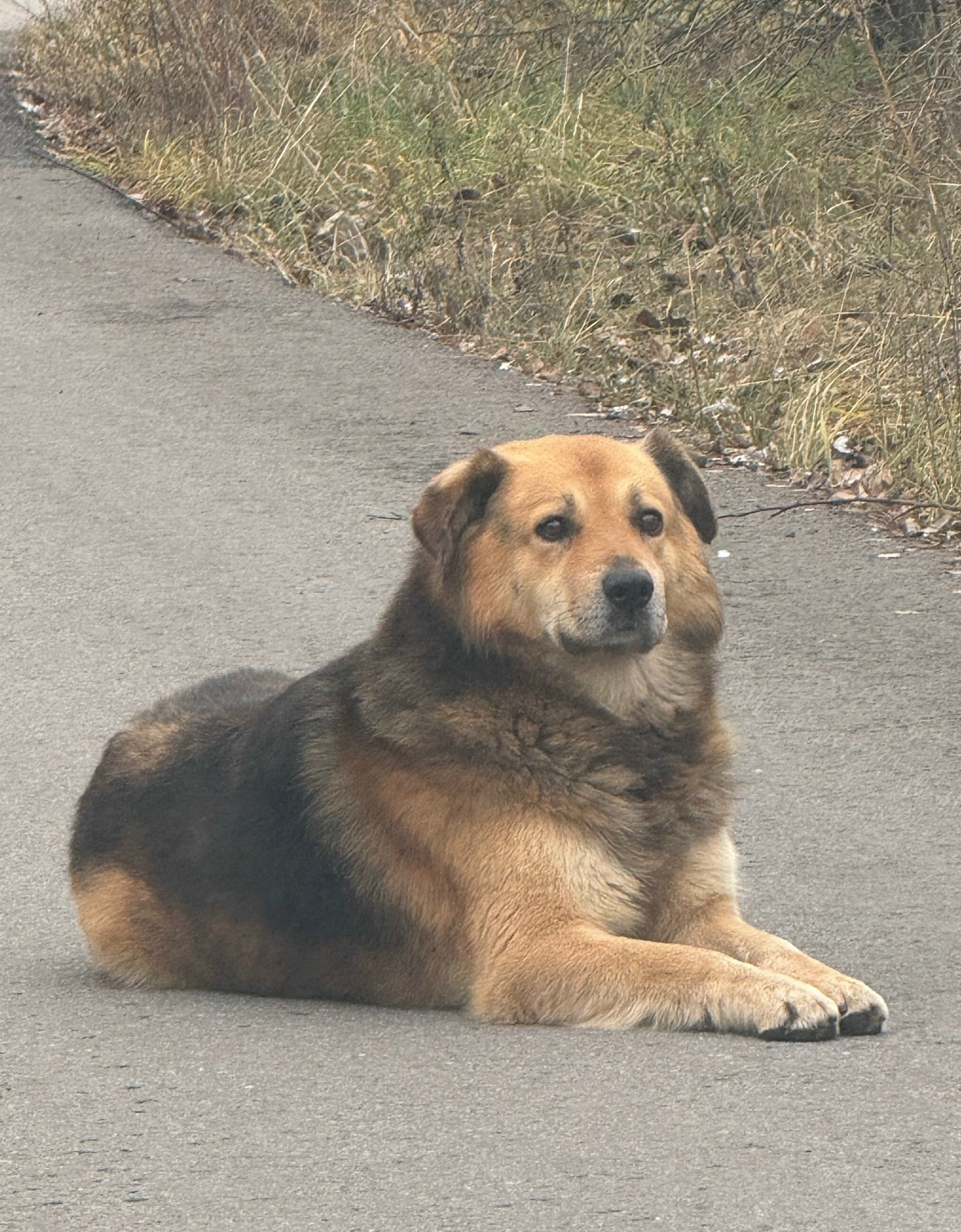 Найдена собака в Воронеже — фото объявления