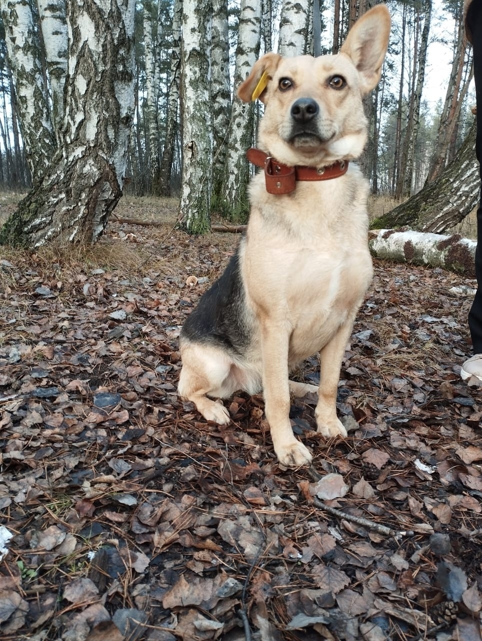 Найдена собака в Воронеже — фото объявления