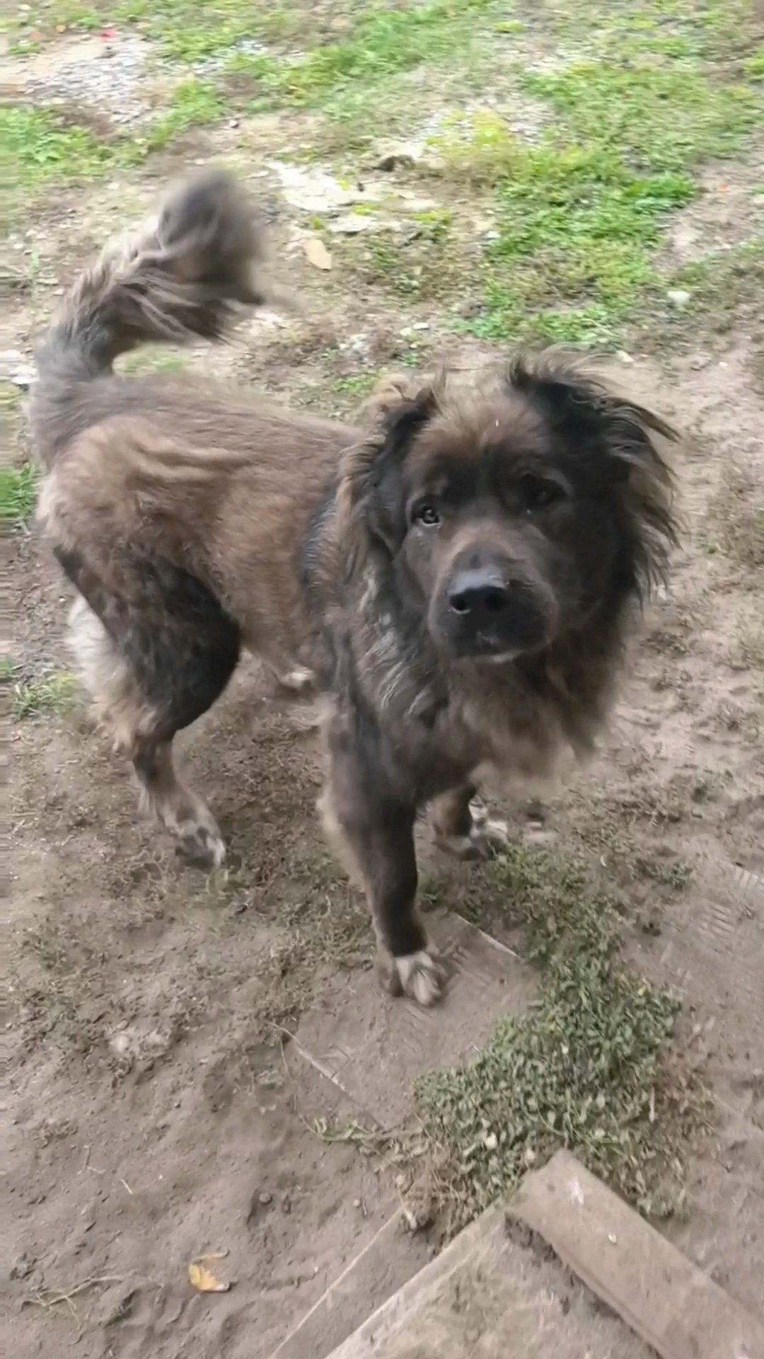 Пропала собака в Воронеже — фото объявления