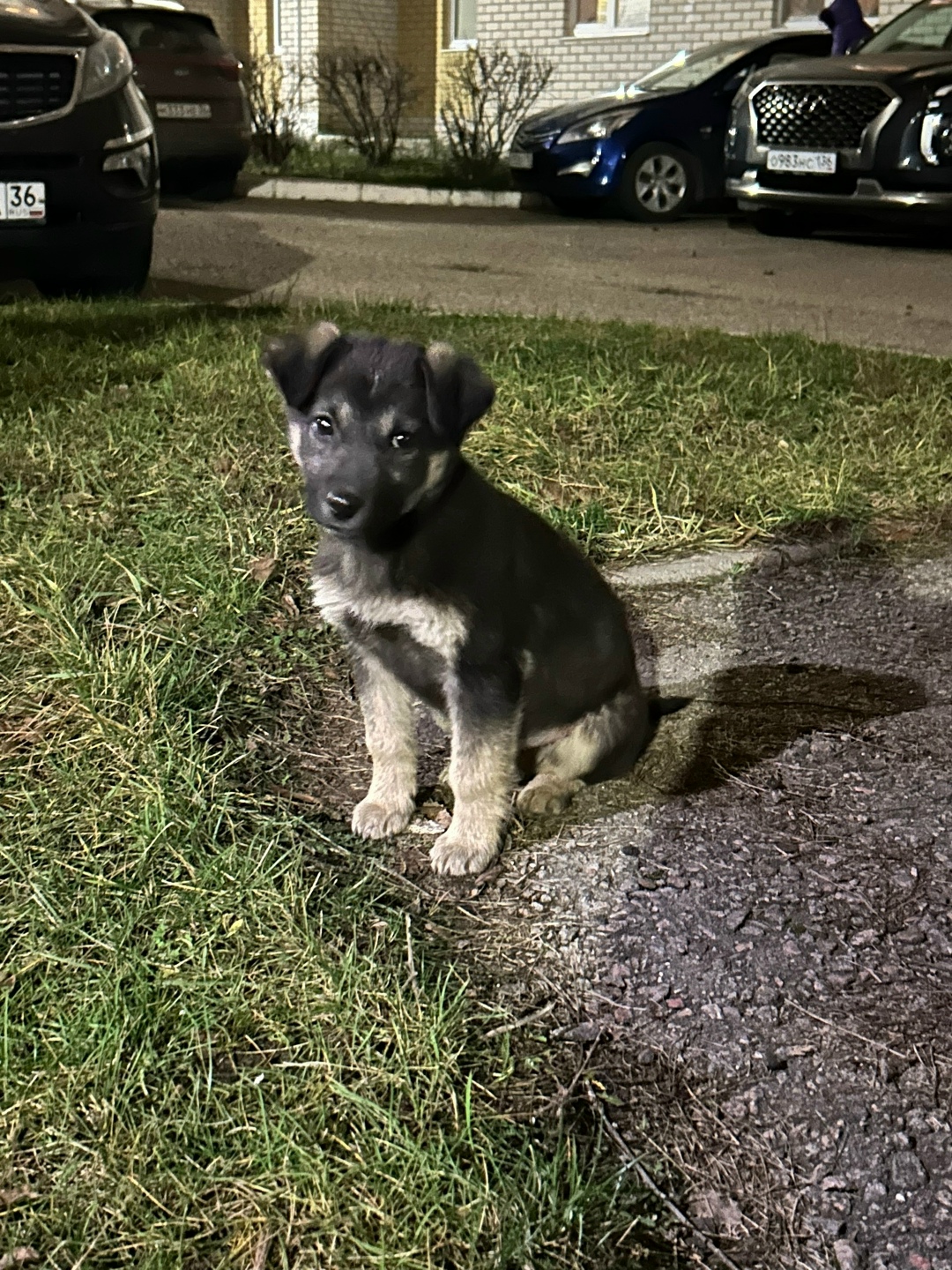 Пропала собака в Воронеже — фото объявления