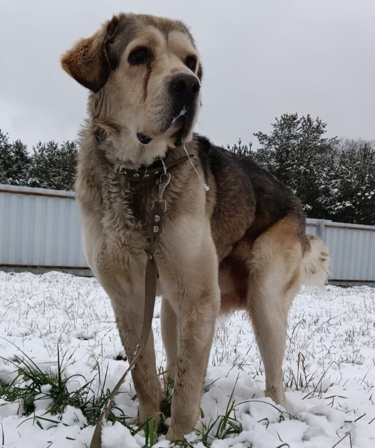Найдена собака в Воронеже — фото объявления