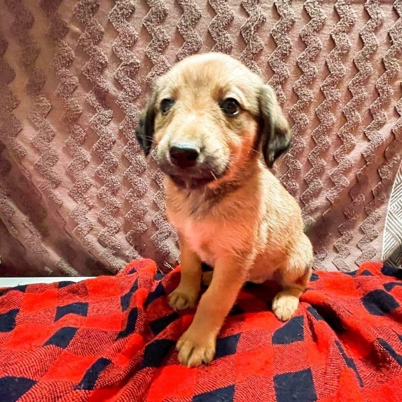 Найдена собака в Воронеже — фото объявления