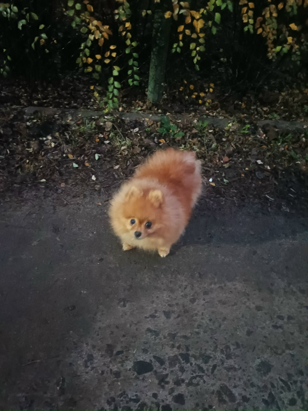 Найдена собака в Воронеже — фото объявления