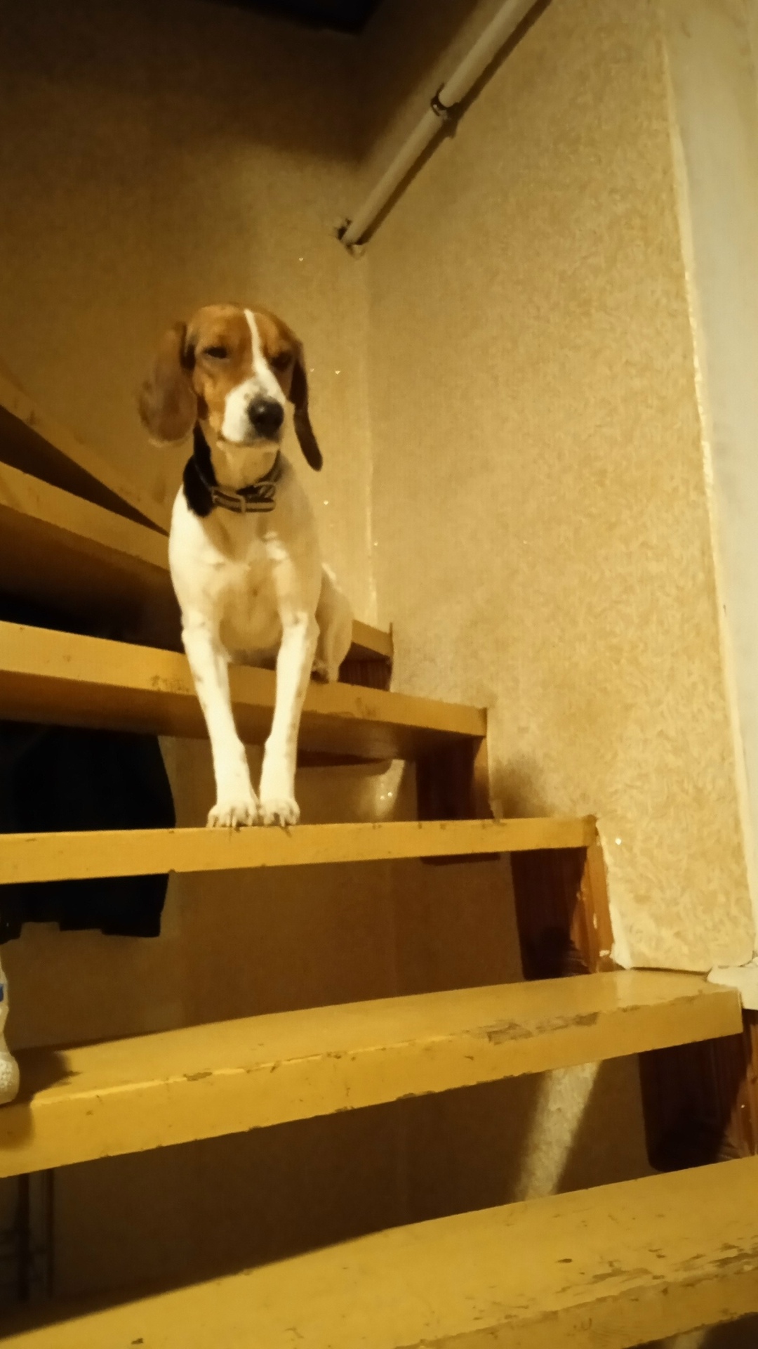 Пропала собака в Воронеже — фото объявления