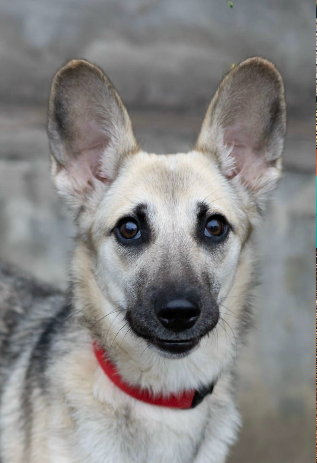 Найдена собака в Воронеже — фото объявления