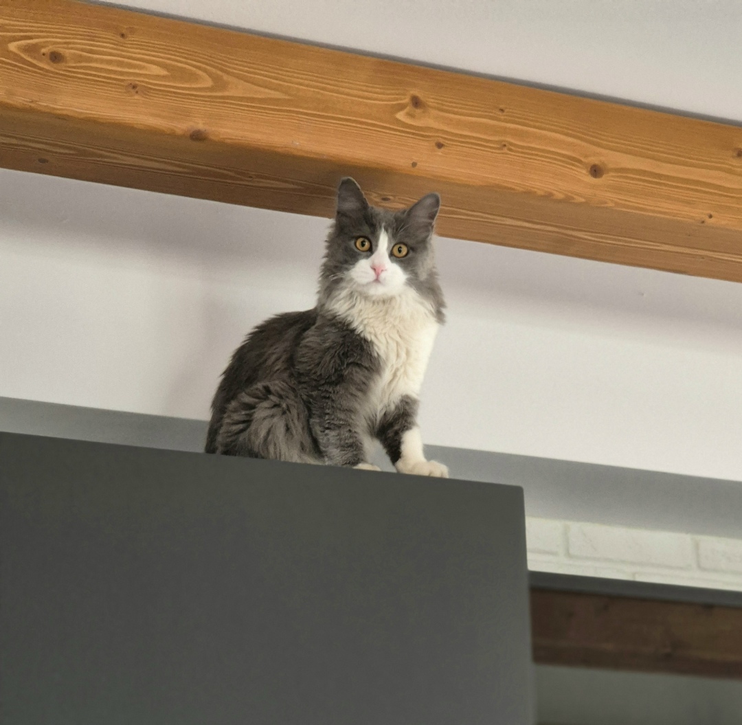 Пропала кошка в Воронеже — фото объявления