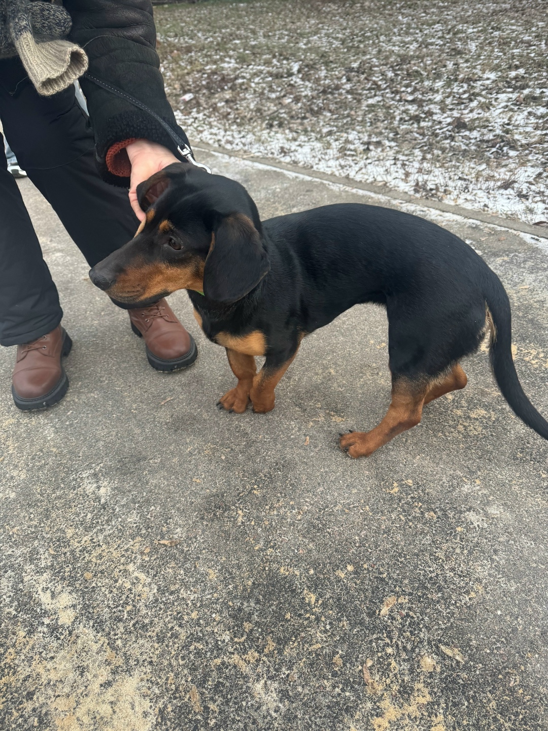 Найдена собака в Воронеже — фото объявления