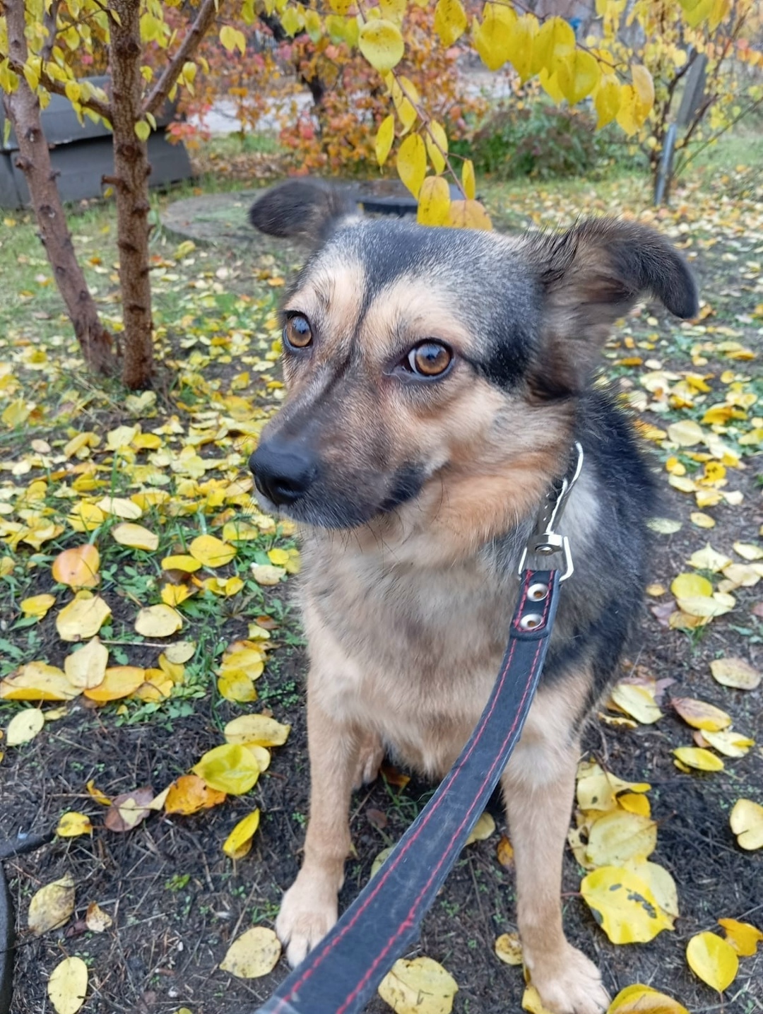 Найдена собака в Воронеже — фото объявления