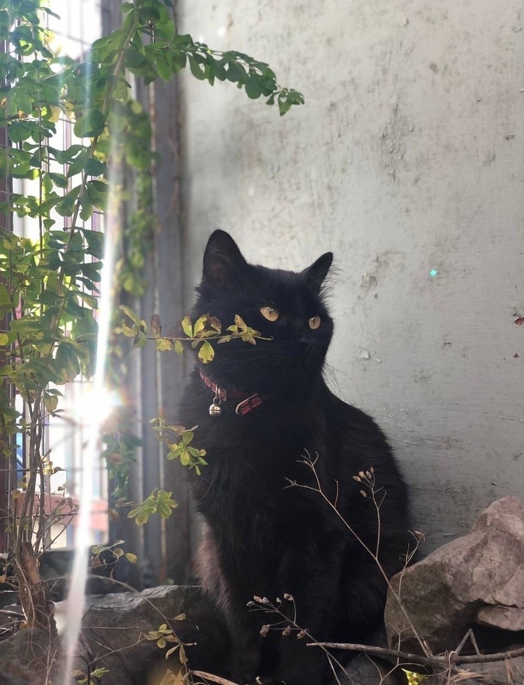 Пропала кошка в Воронеже — фото объявления